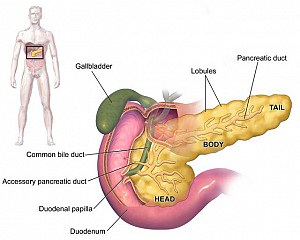 Ý nghĩa của xét nghiệm Pancreatic Elastase